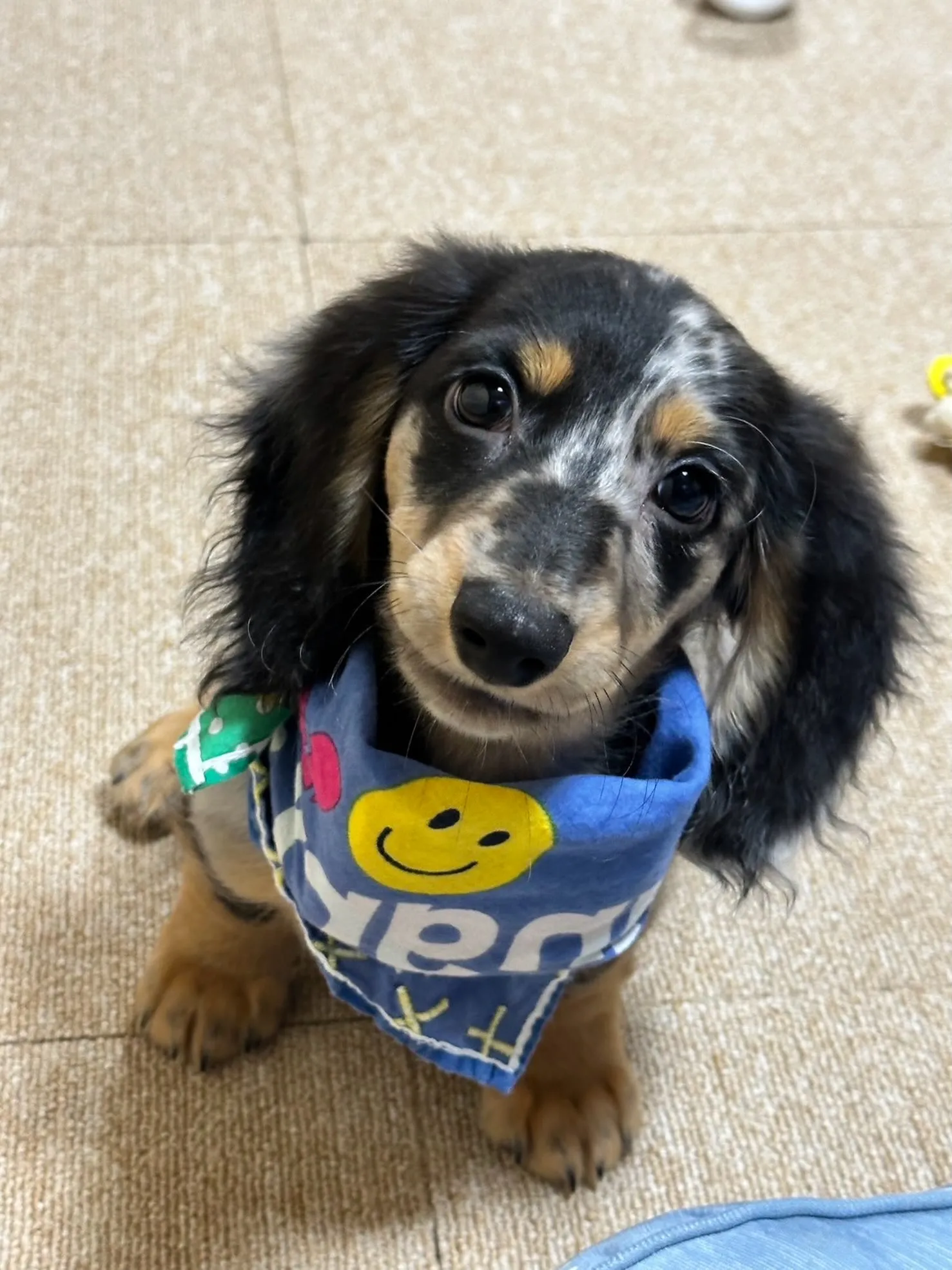 海くん🐾