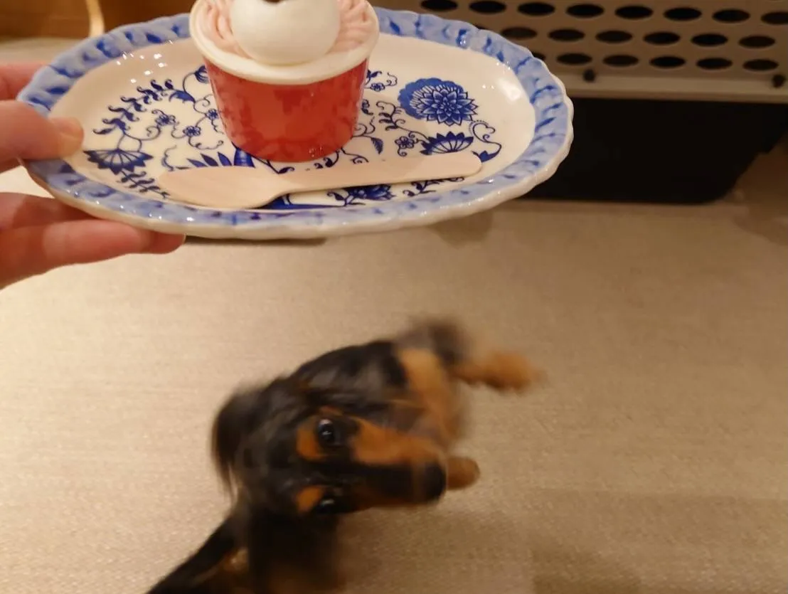 なもちゃん🐾