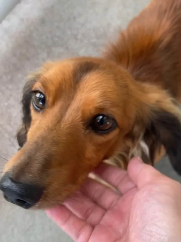 里親募集🐾