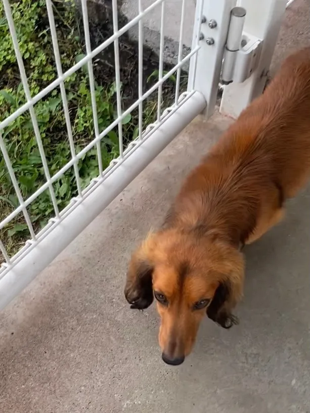 里親募集🐾