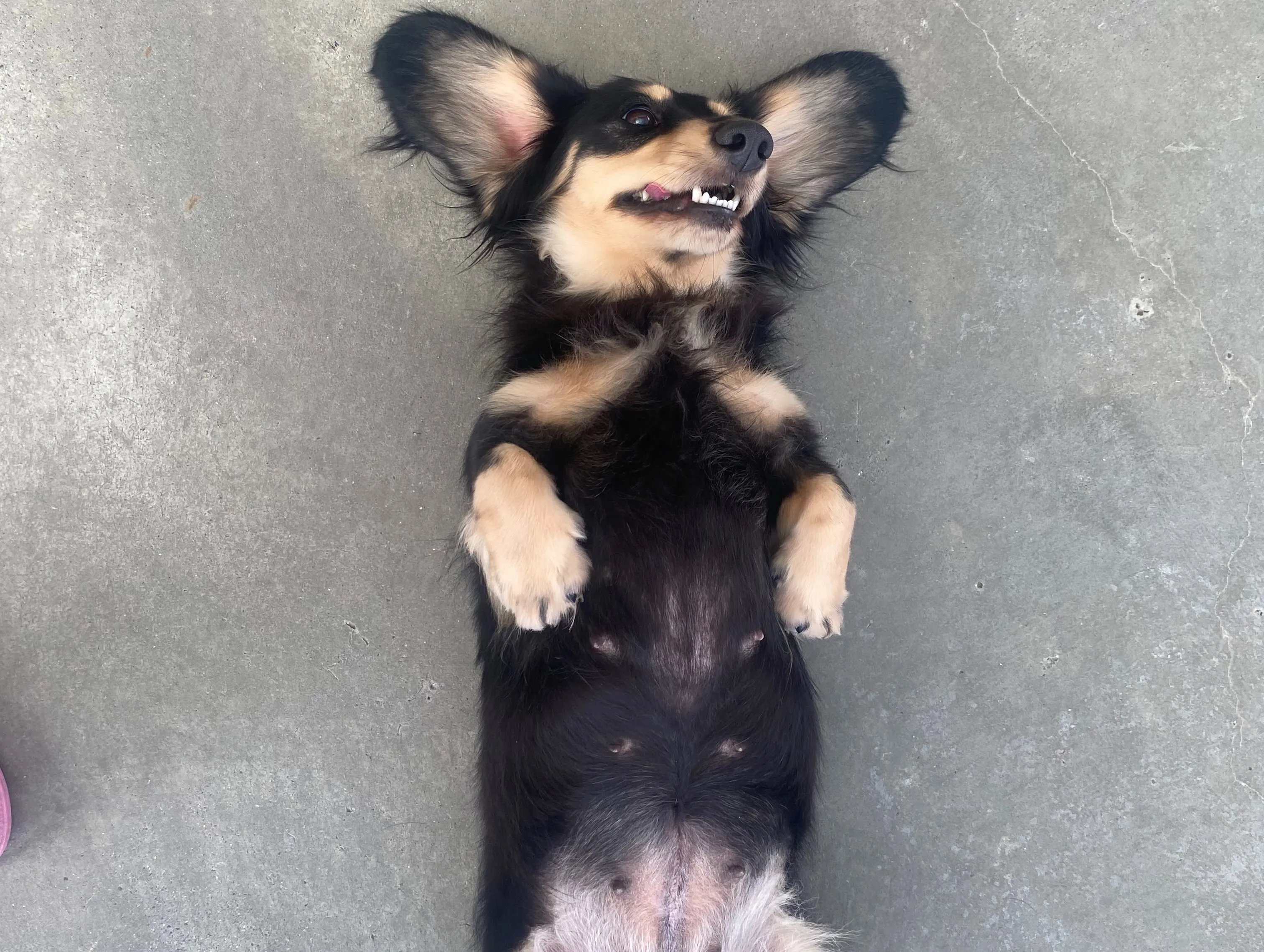 里親募集🐾