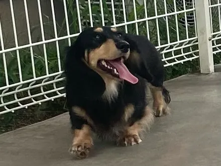 里親募集🐾
