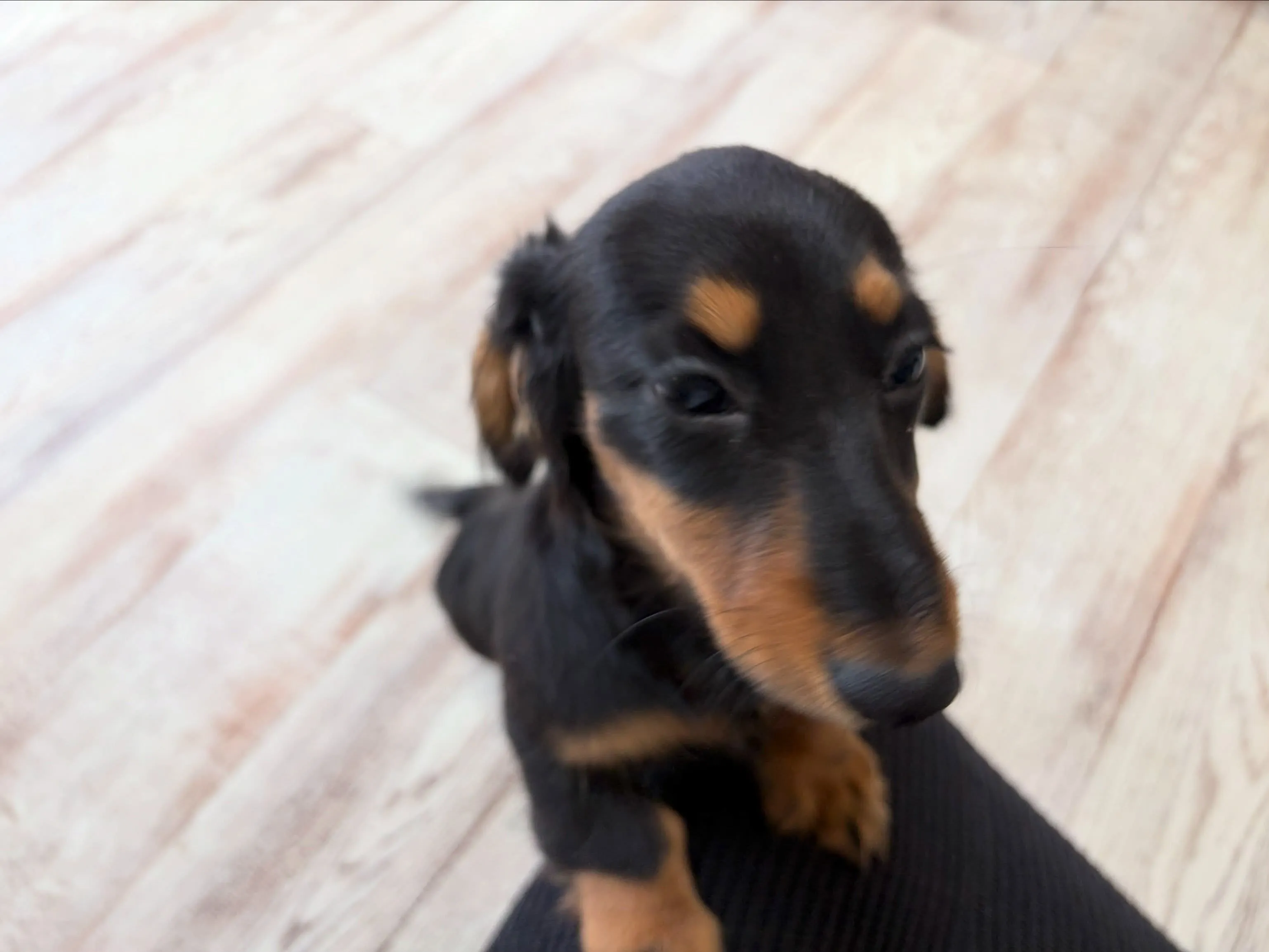 天君🐾