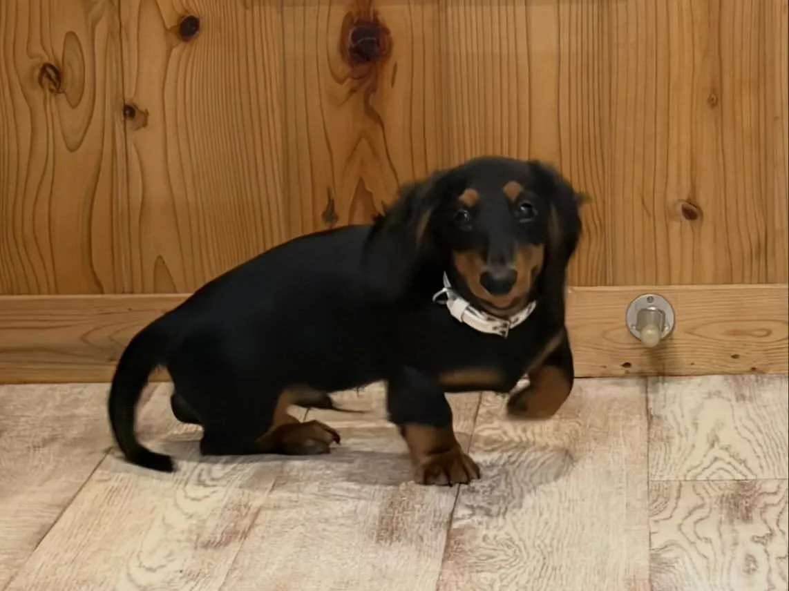 天君🐾