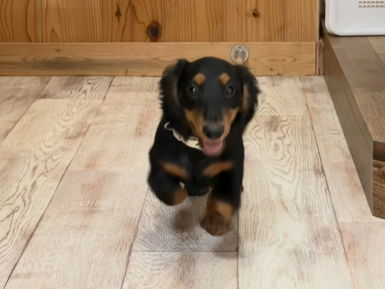 天君🐾