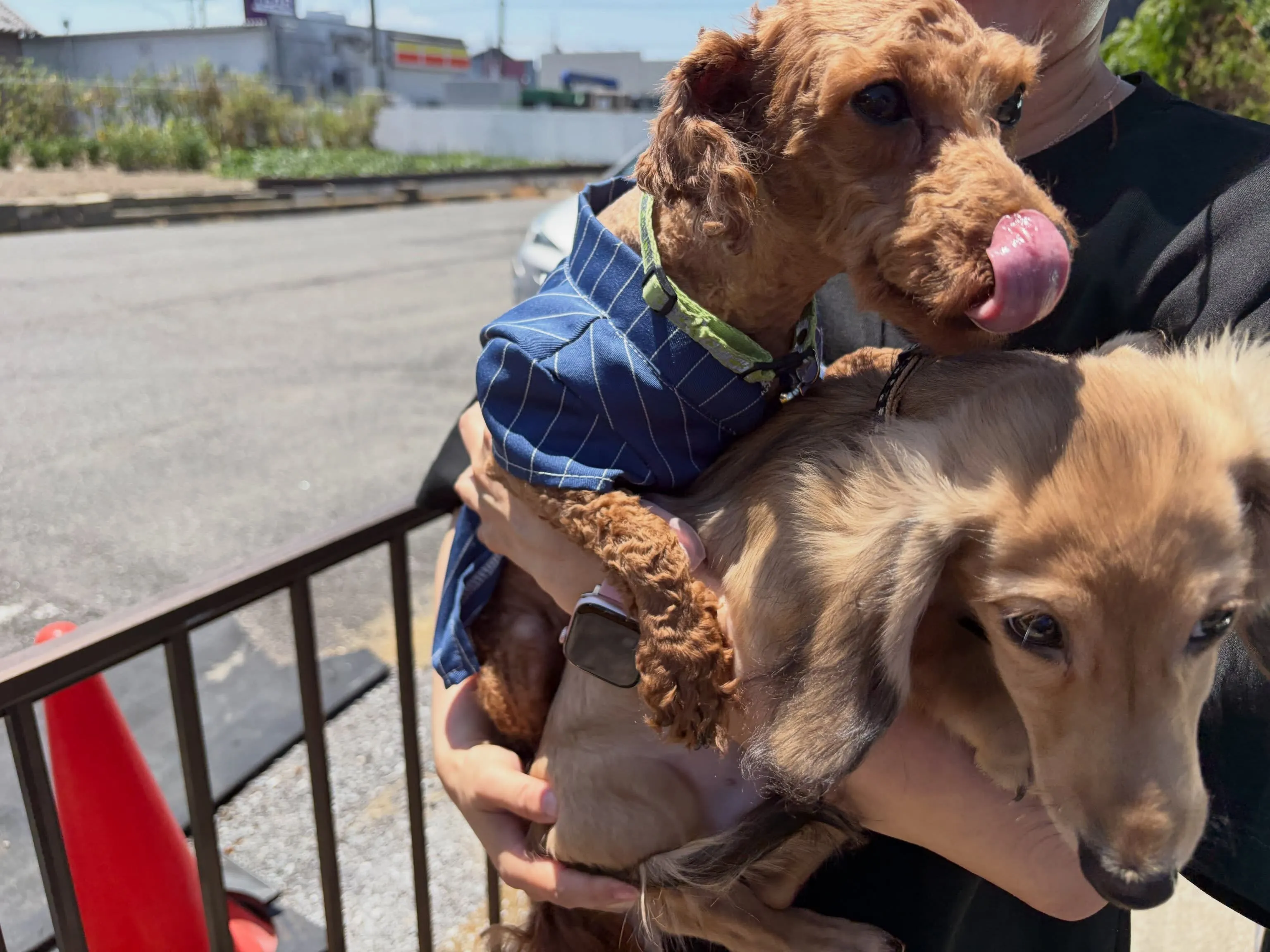 ココア君＆ノア君🐾
