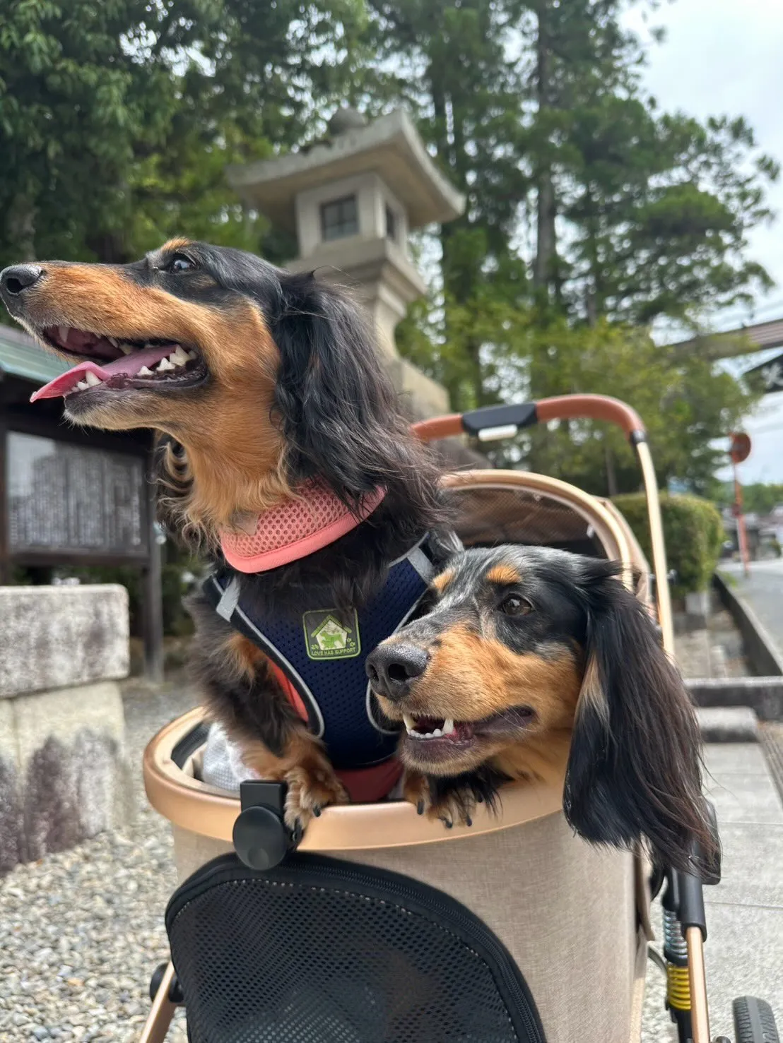 ピノちゃん＆クール君🐾