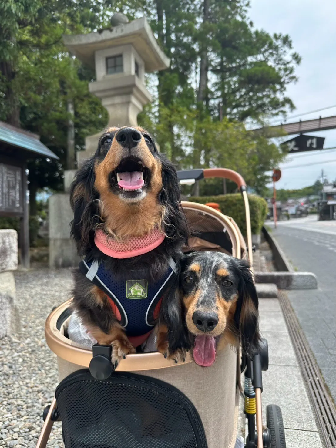 ピノちゃん＆クール君🐾