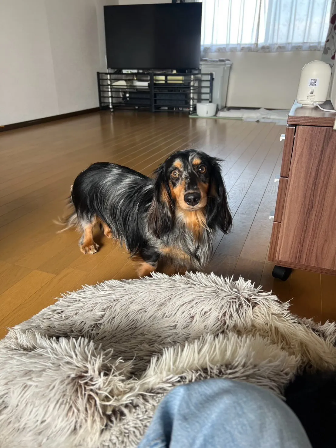 ピノちゃん＆クール君🐾