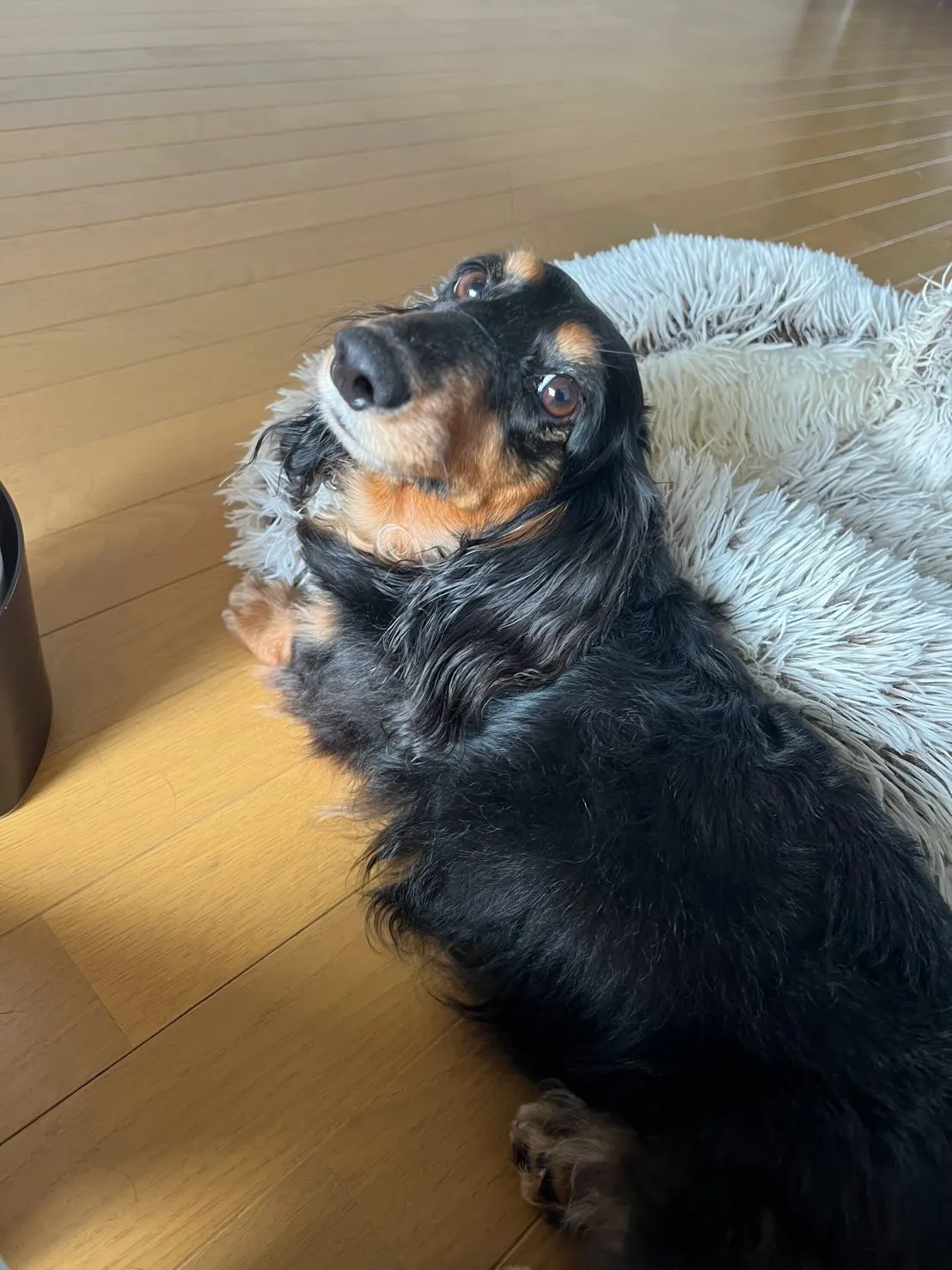 ピノちゃん＆クール君🐾