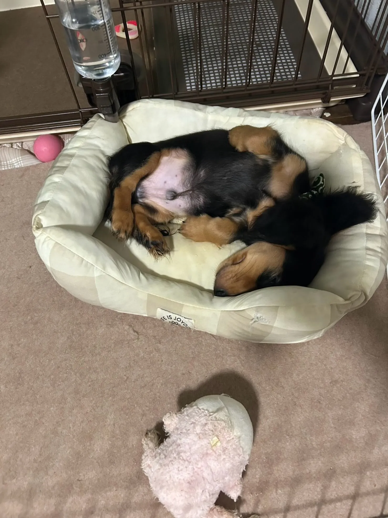 パル君🐾