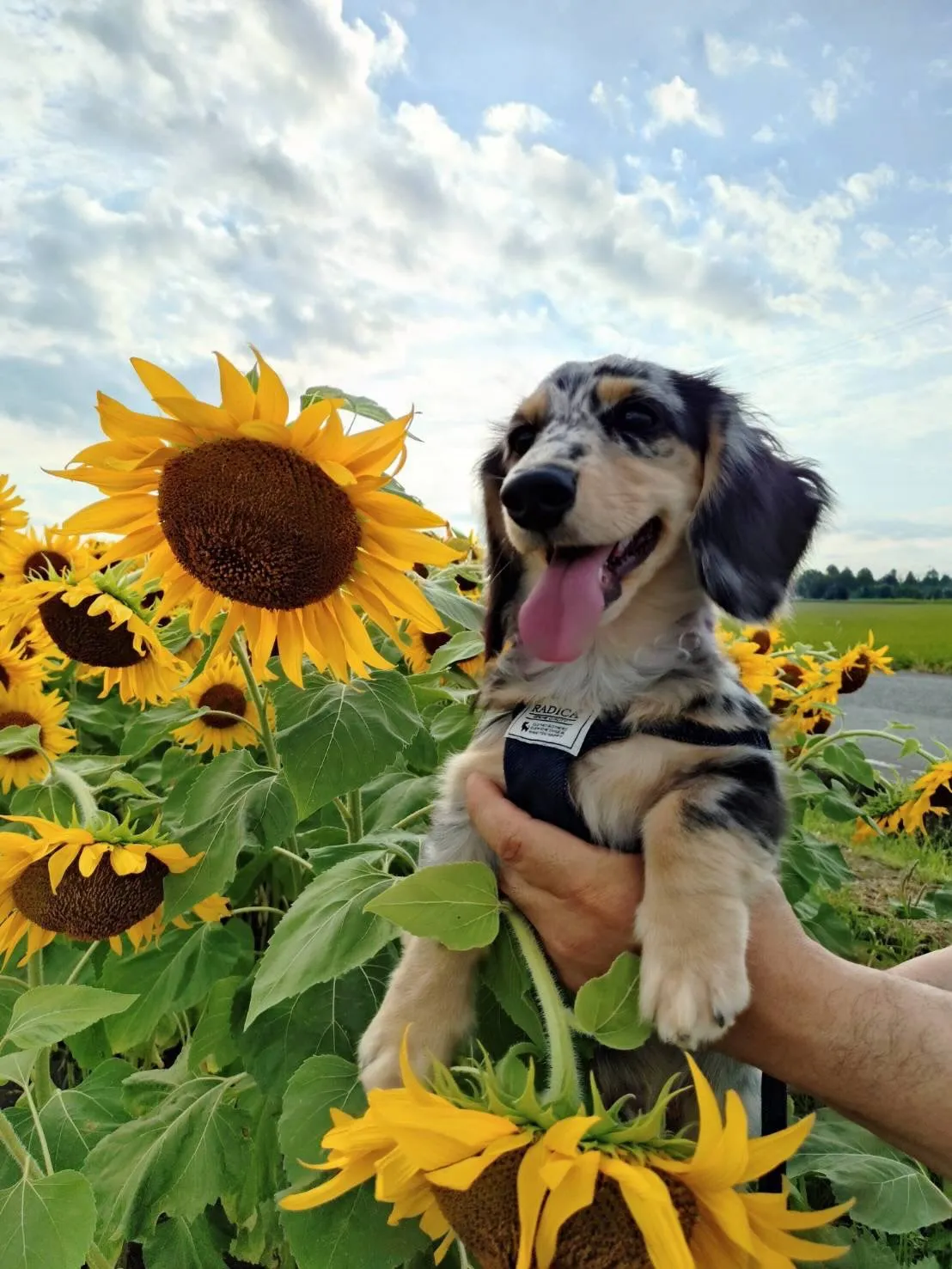碧太君🐾