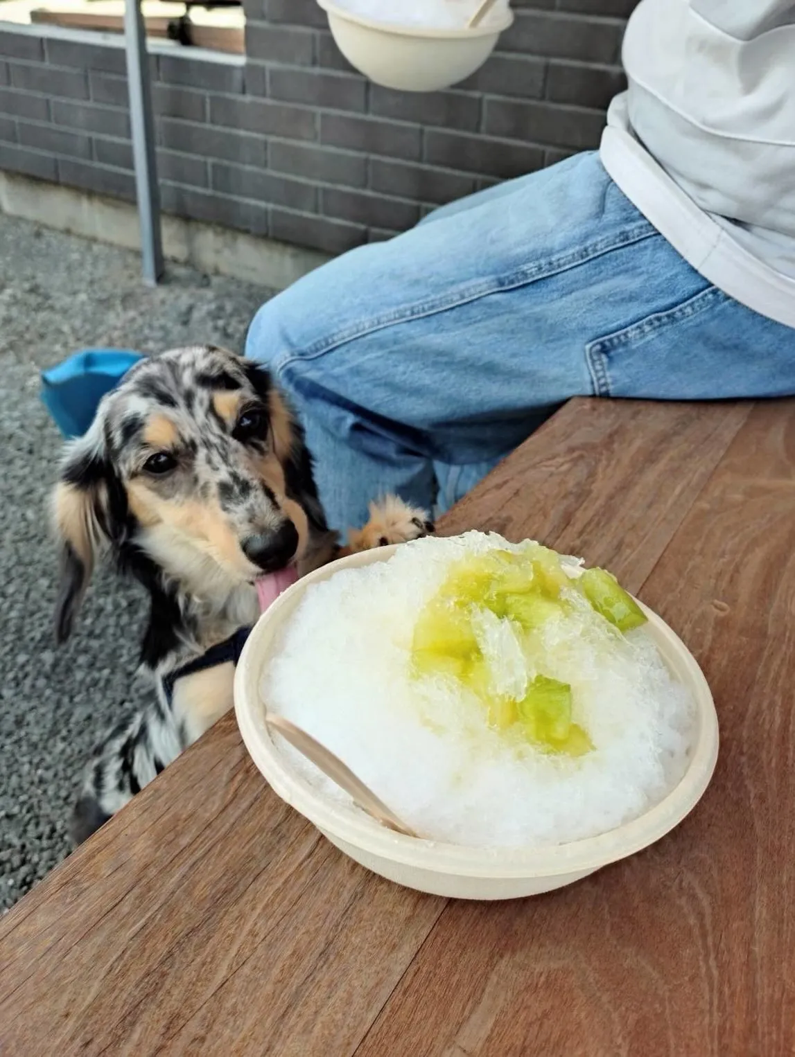 碧太君🐾