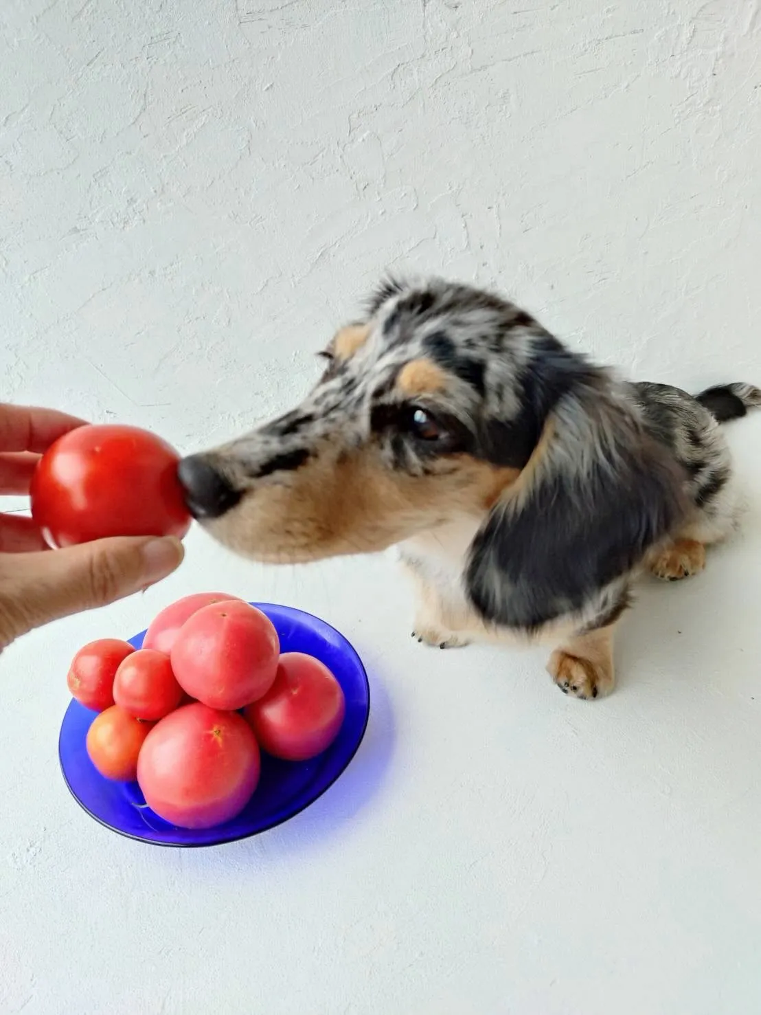 碧太君🐾