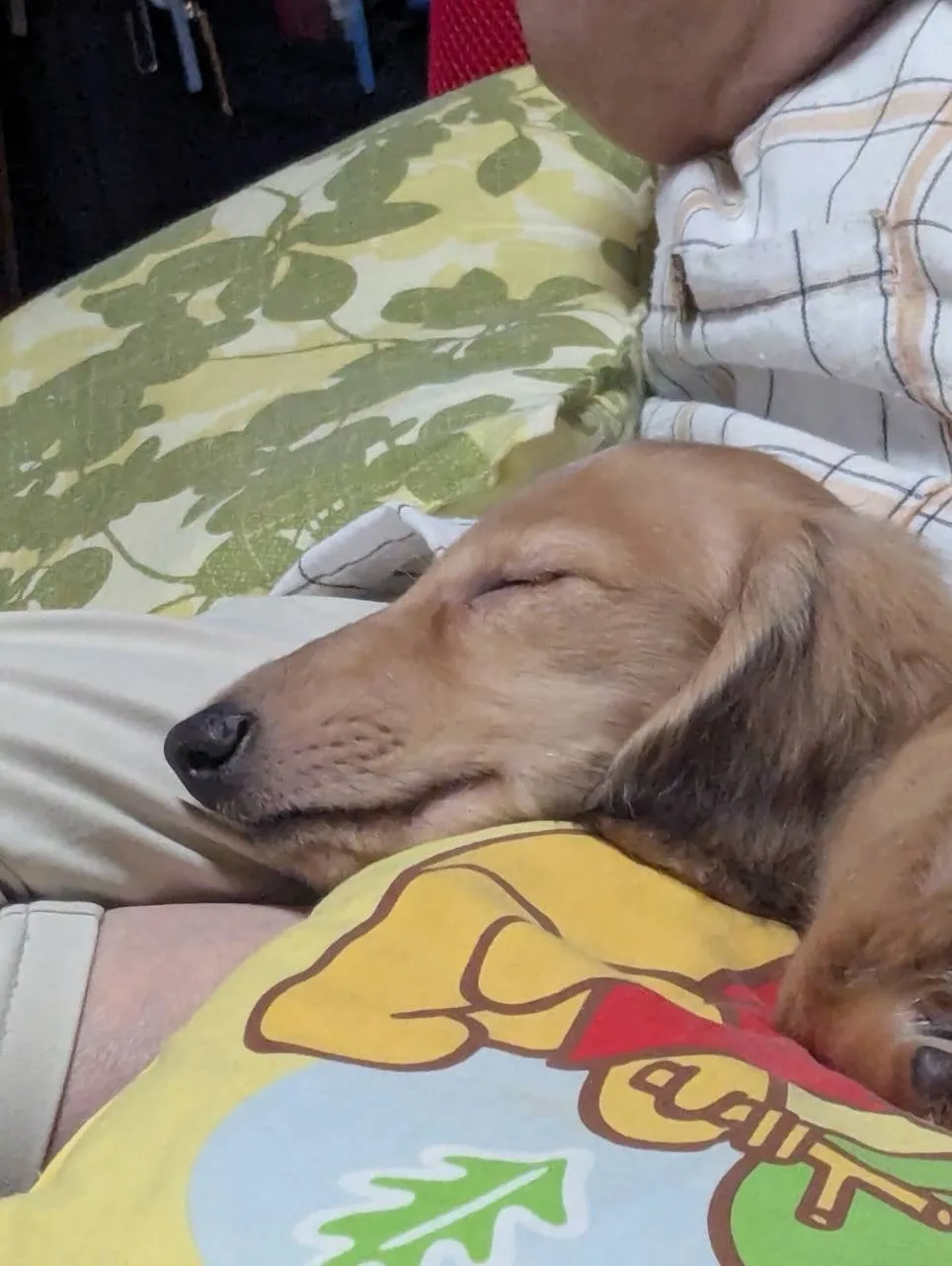 きなこちゃん🐾