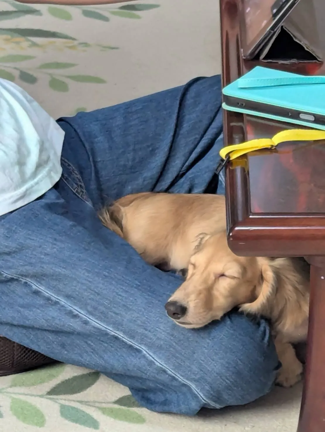 きなこちゃん🐾