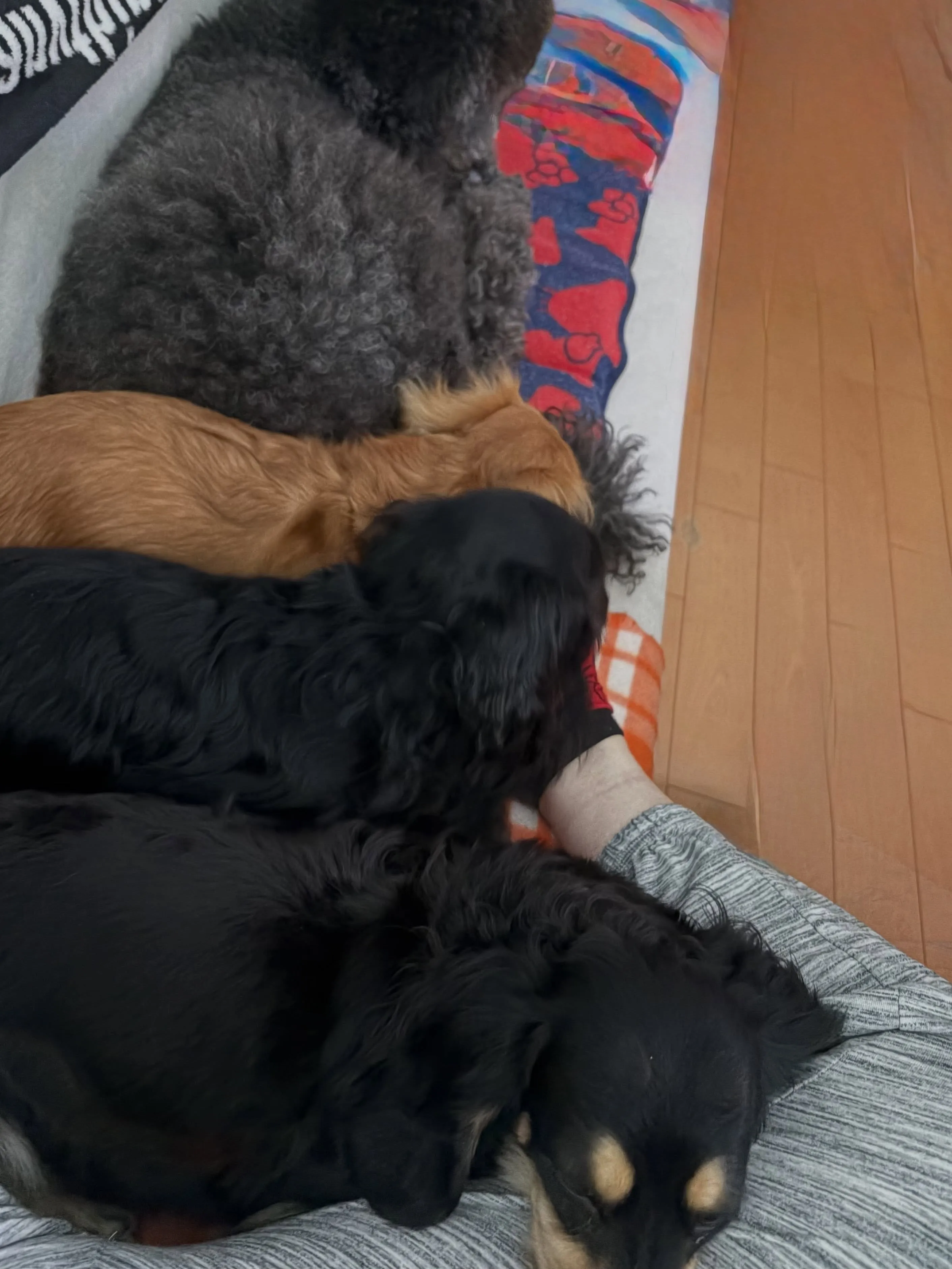我が家の一コマ🐾