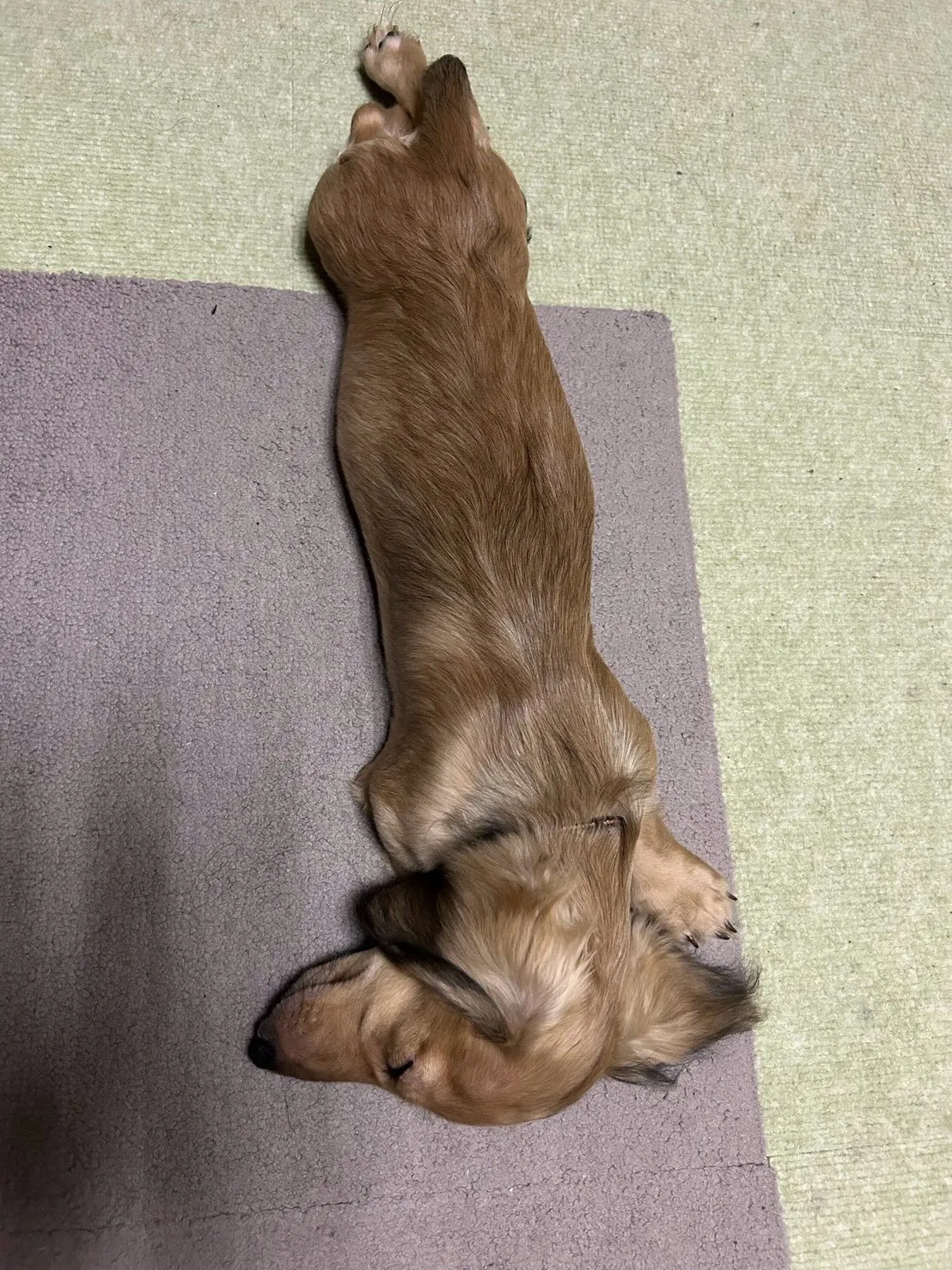 ノア君🐾