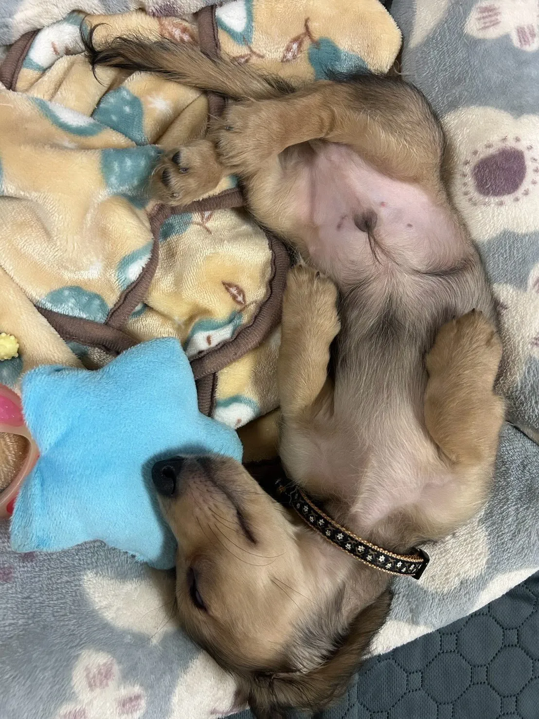 ノア君🐾