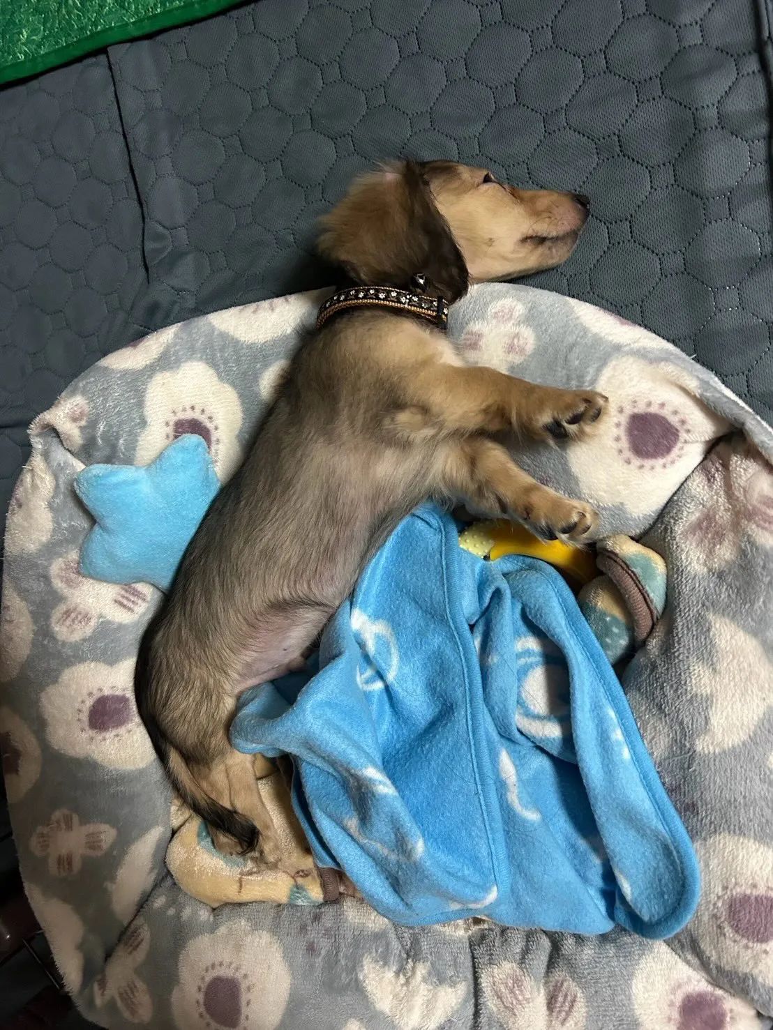 ノア君🐾