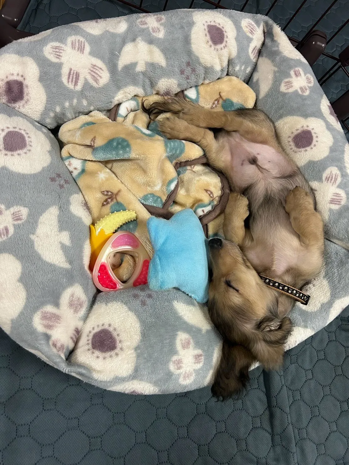 ノア君🐾