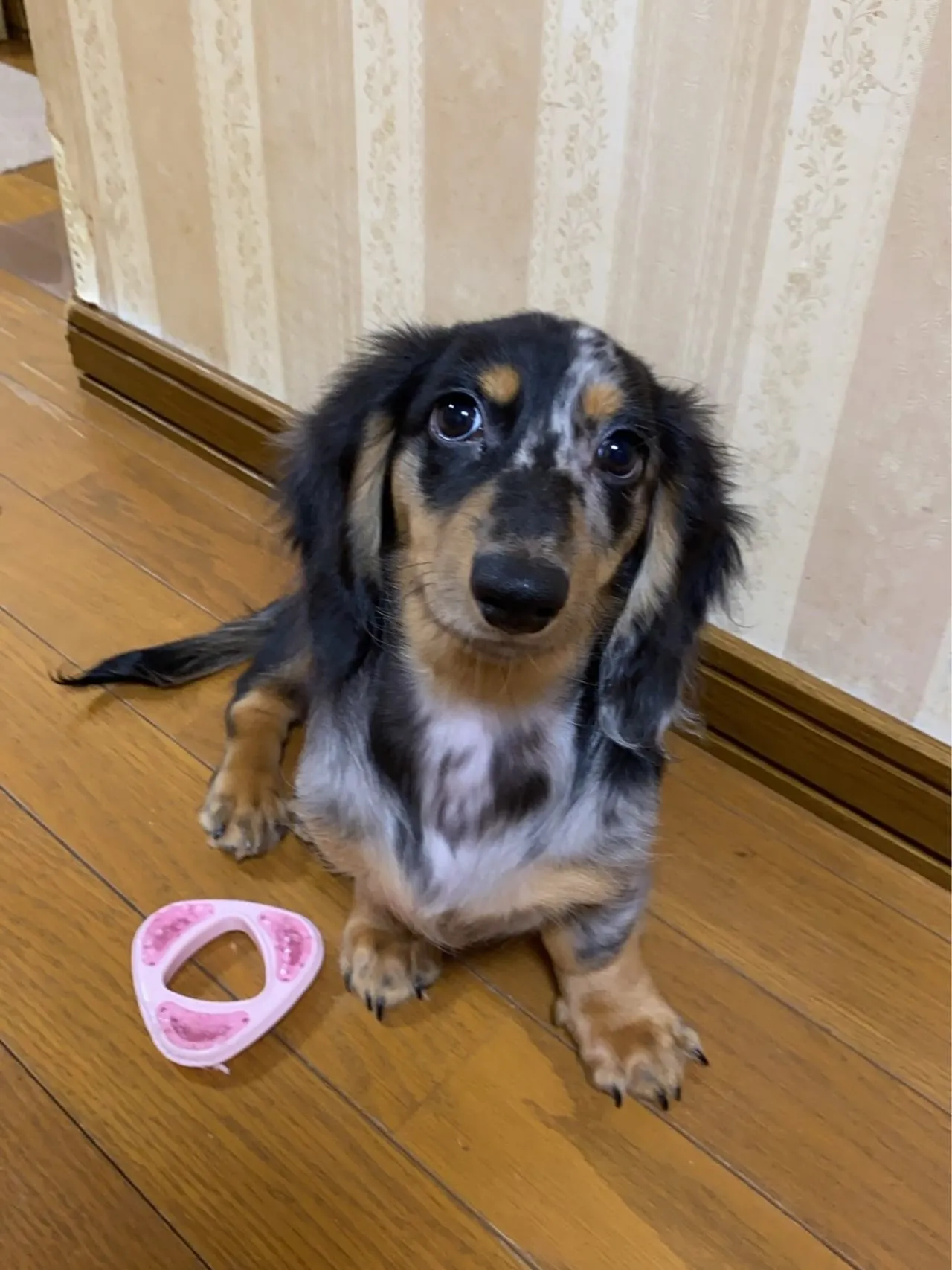 海君🐾