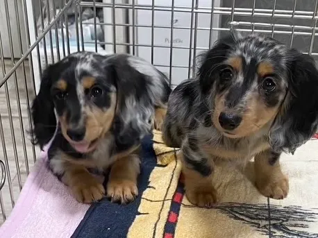 オレオ君🐾