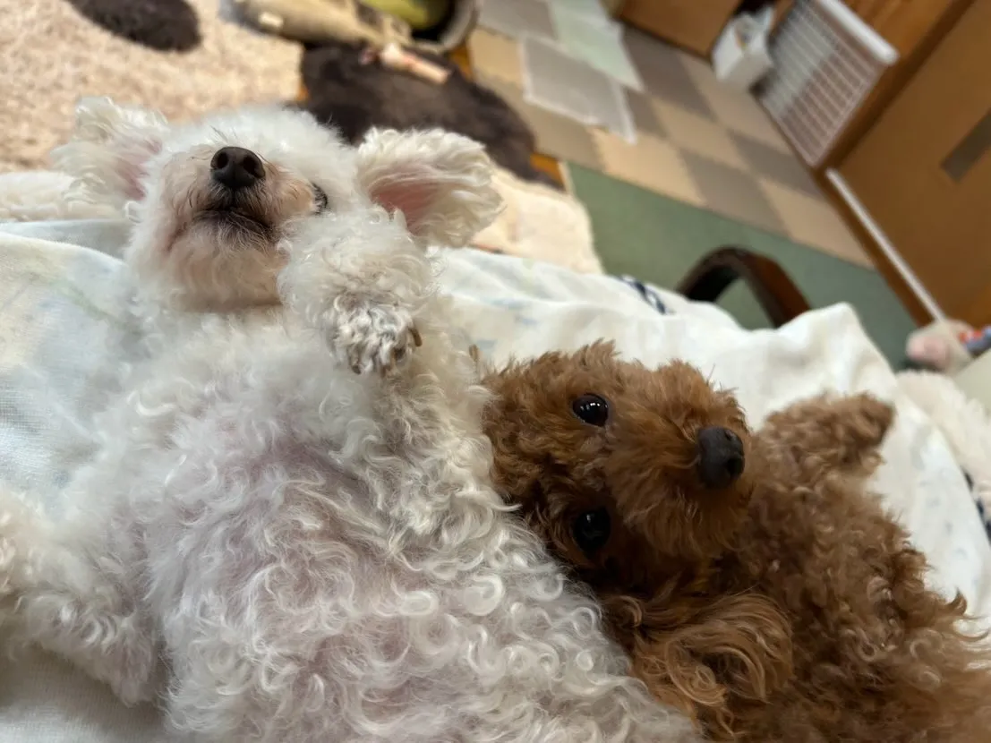 いちごちゃん&お蕎麦ちゃん🐾