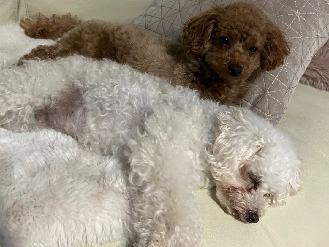 いちごちゃん＆お蕎麦ちゃん🐾