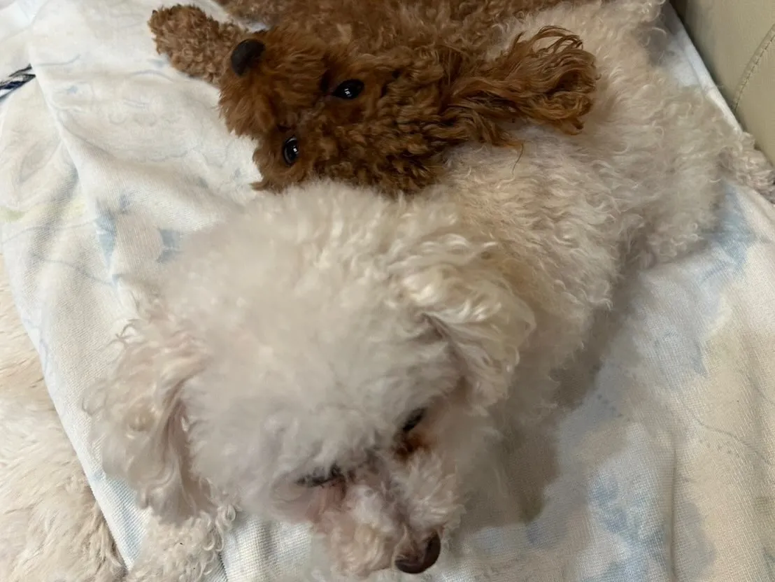 いちごちゃん＆お蕎麦ちゃん🐾