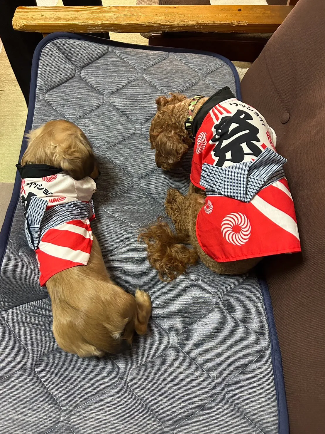 ココア君&ノア君🐾