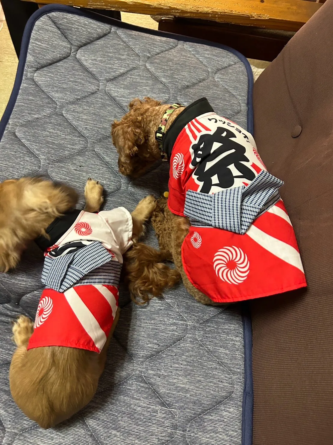 ココア君＆ノア君🐾