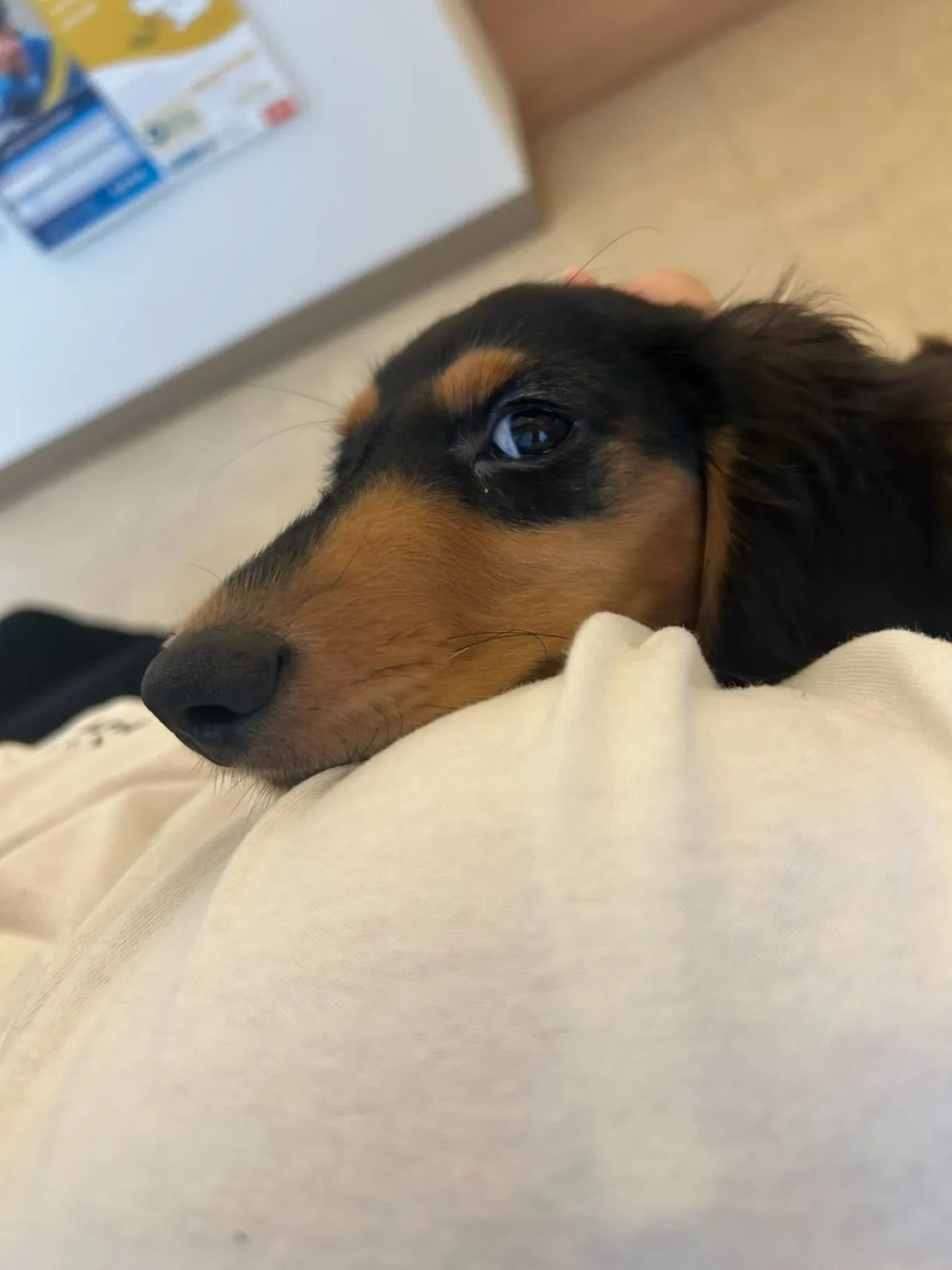 羽君🐾