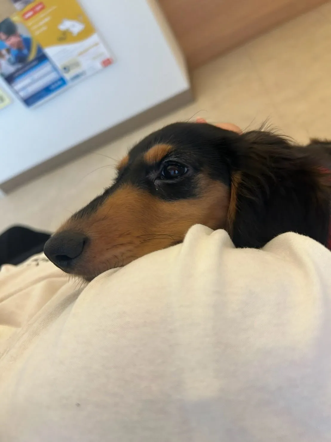 羽君🐾