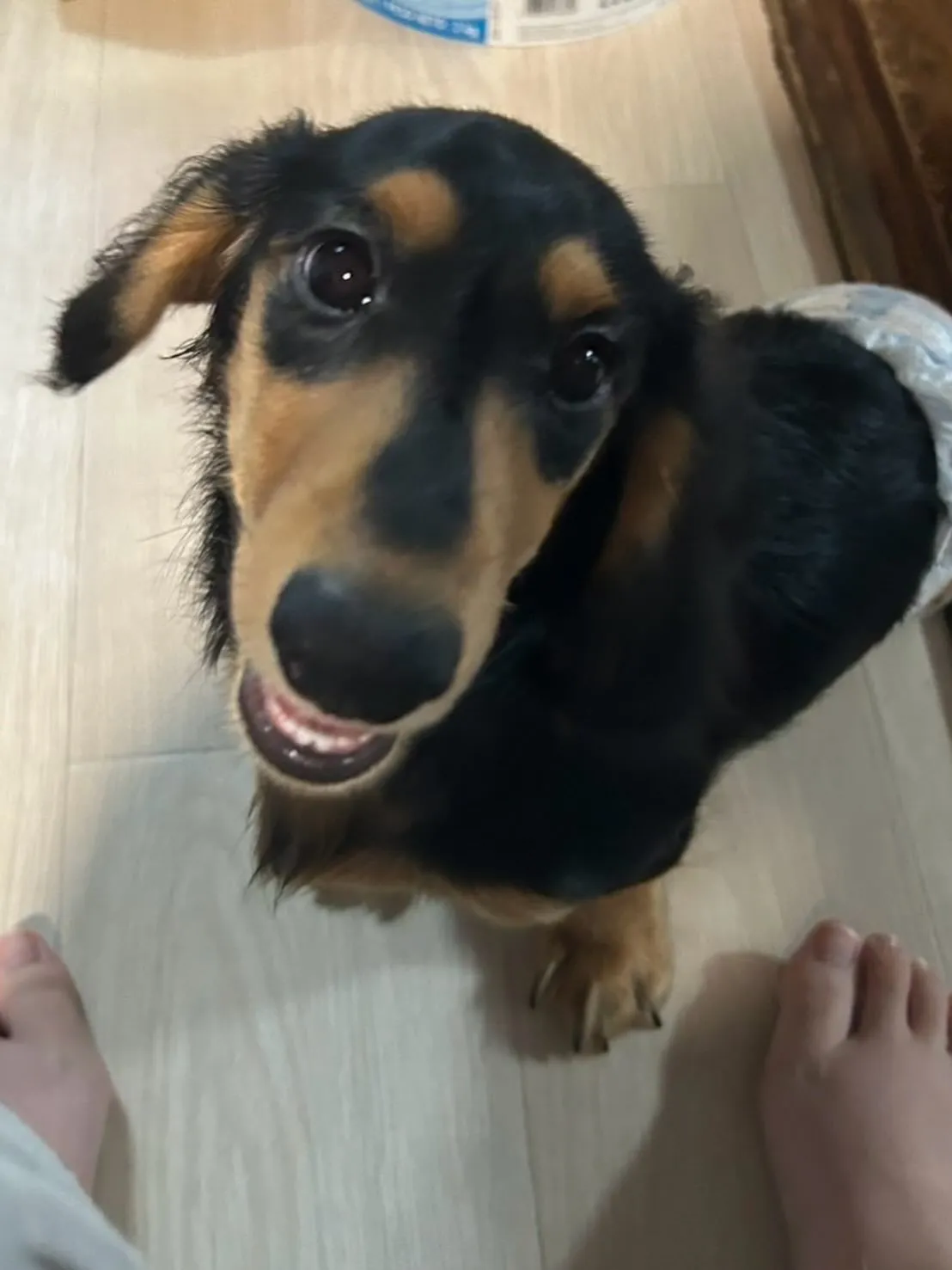 羽君🐾