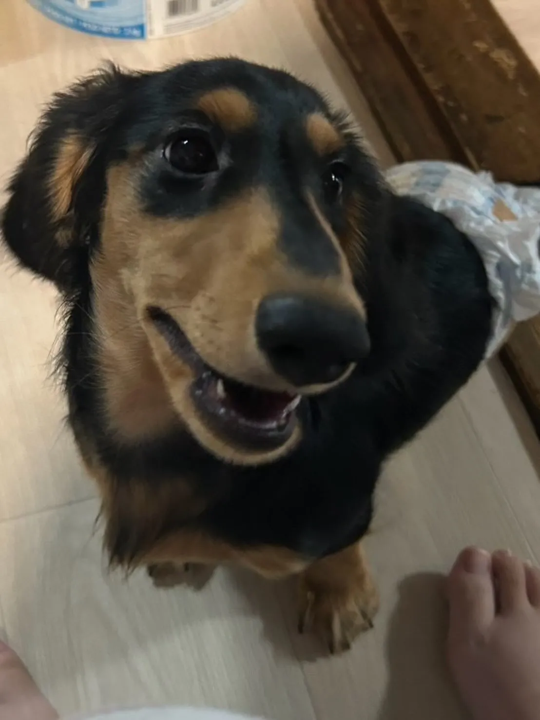 羽君🐾