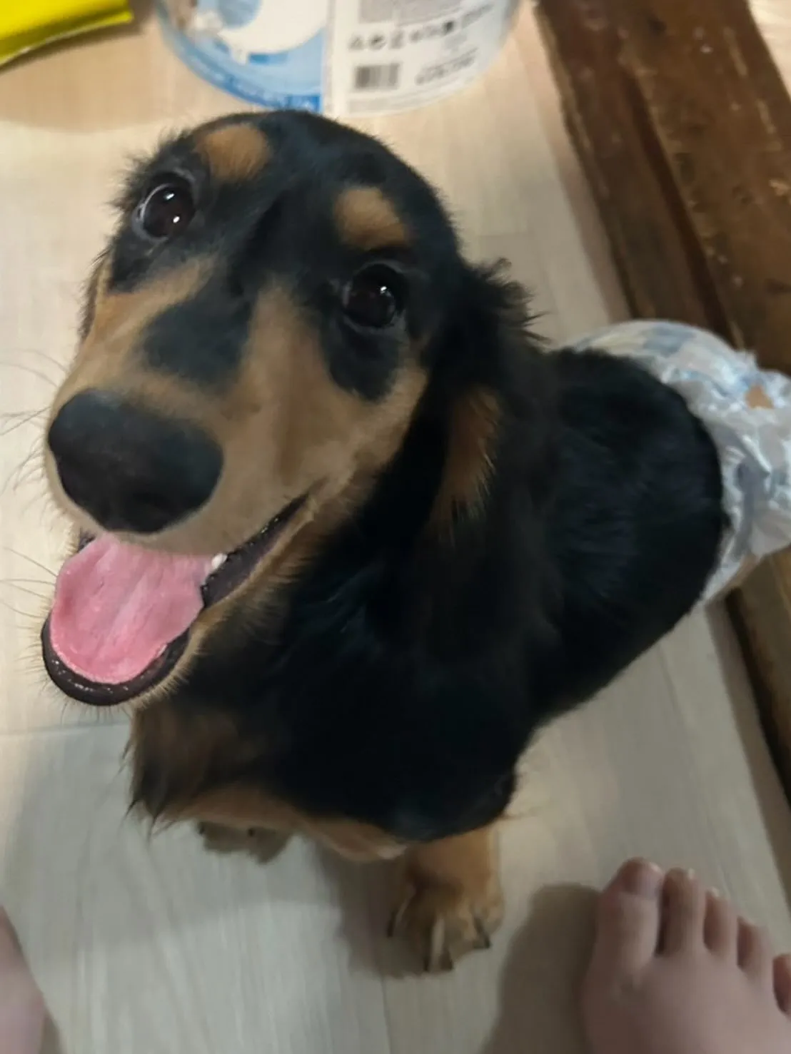 羽君🐾