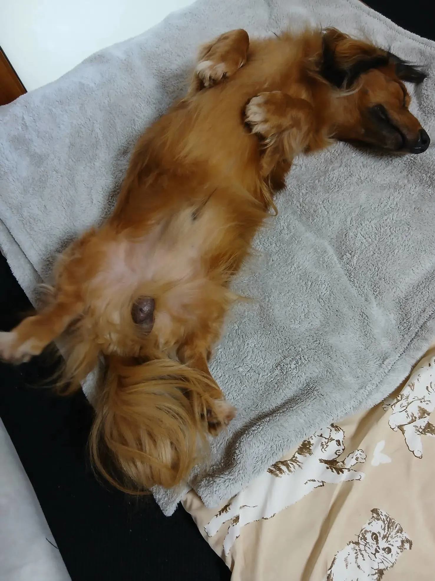そぼろ君🐾
