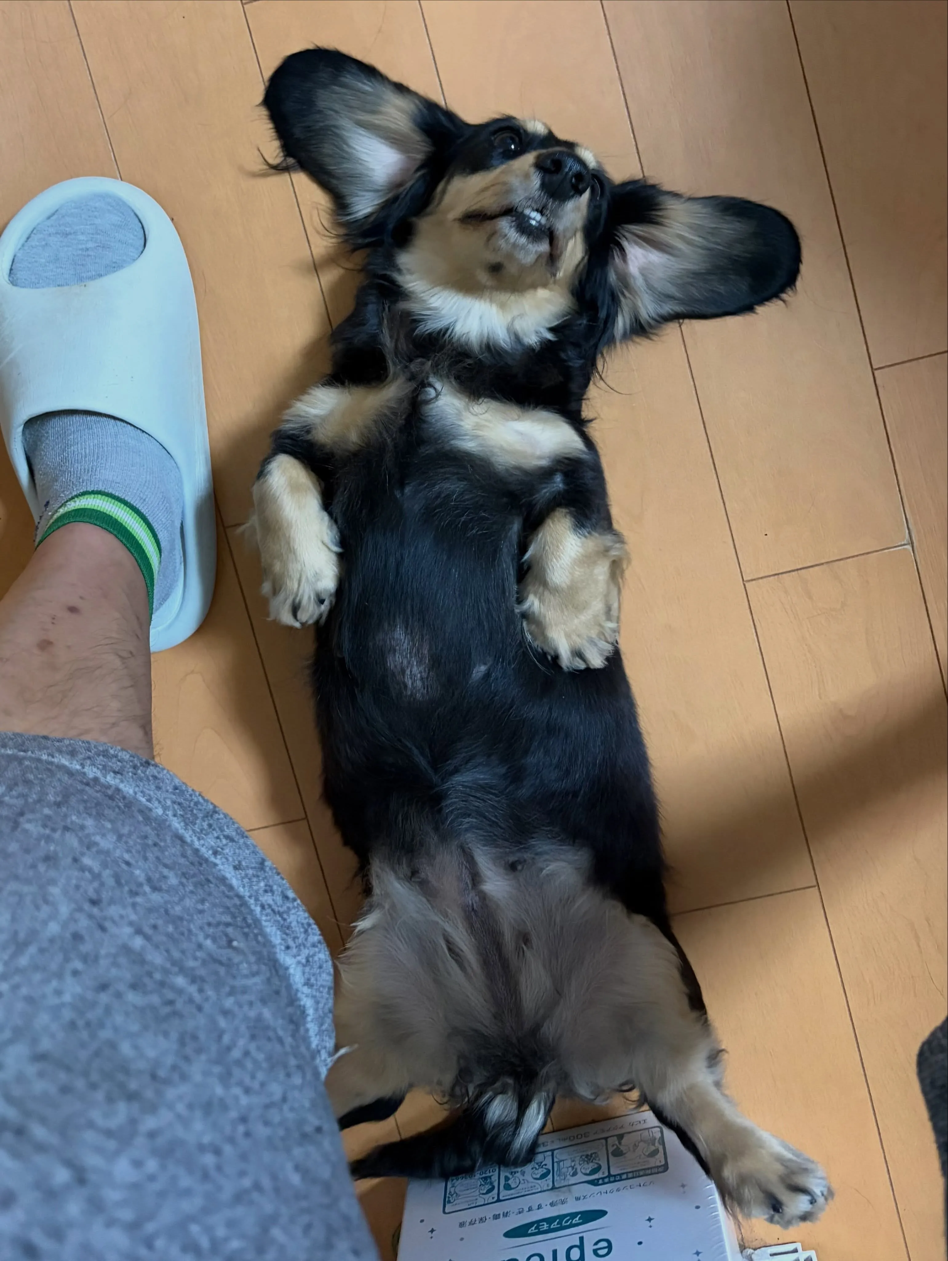 しらす🐾