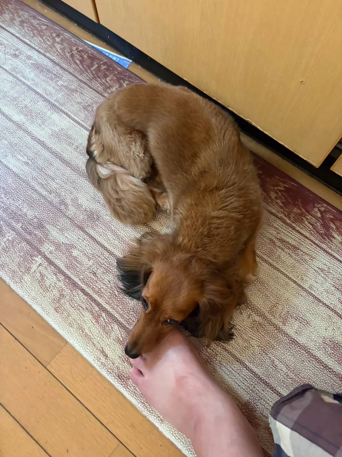 たらこちゃん🐾