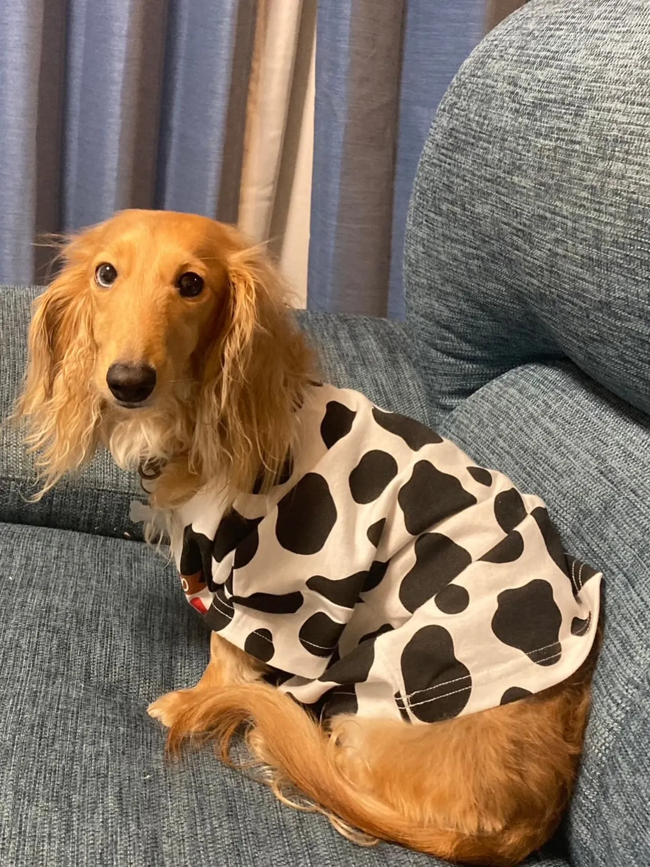 ジギー君🐾