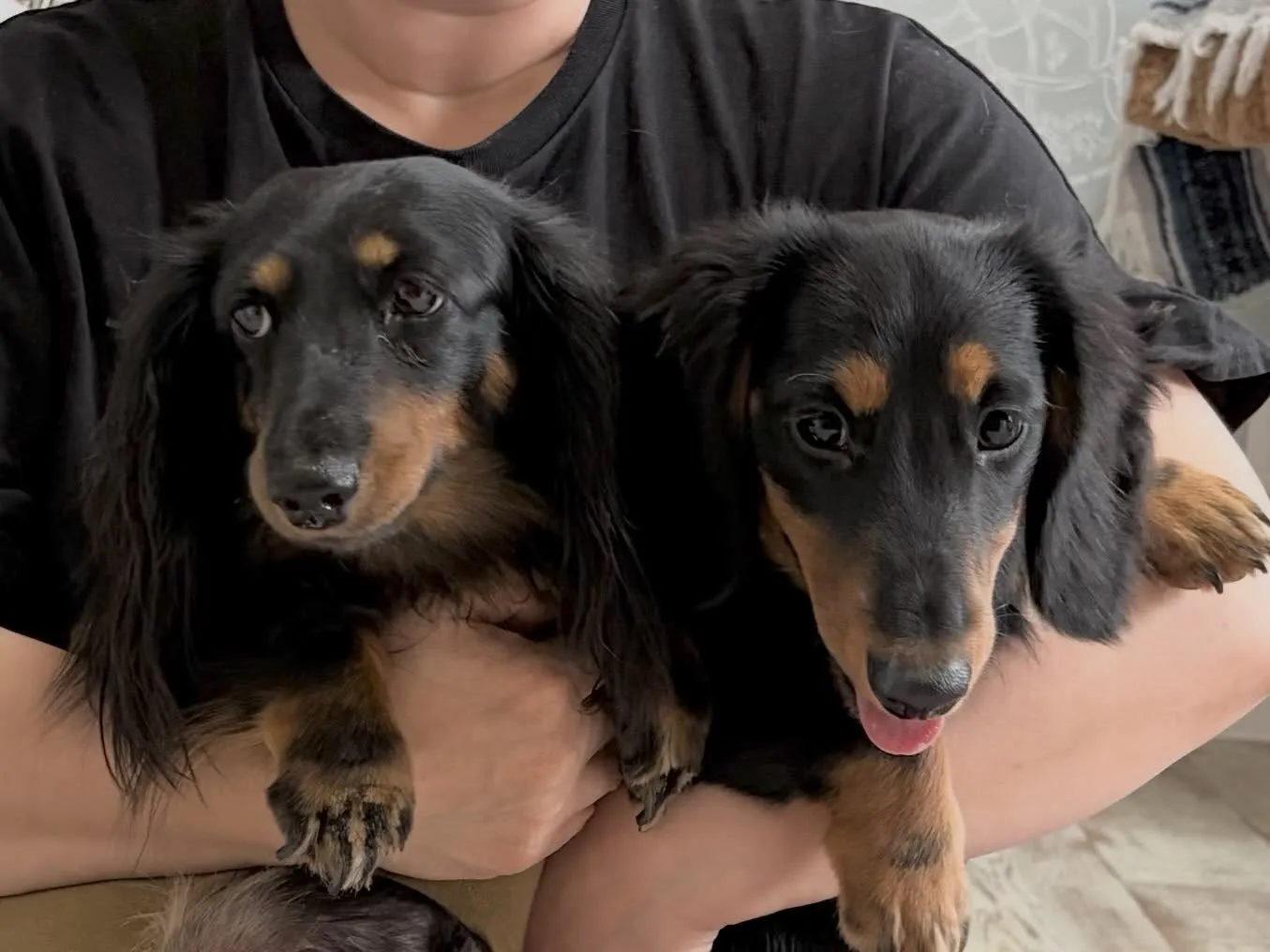 天君🐾