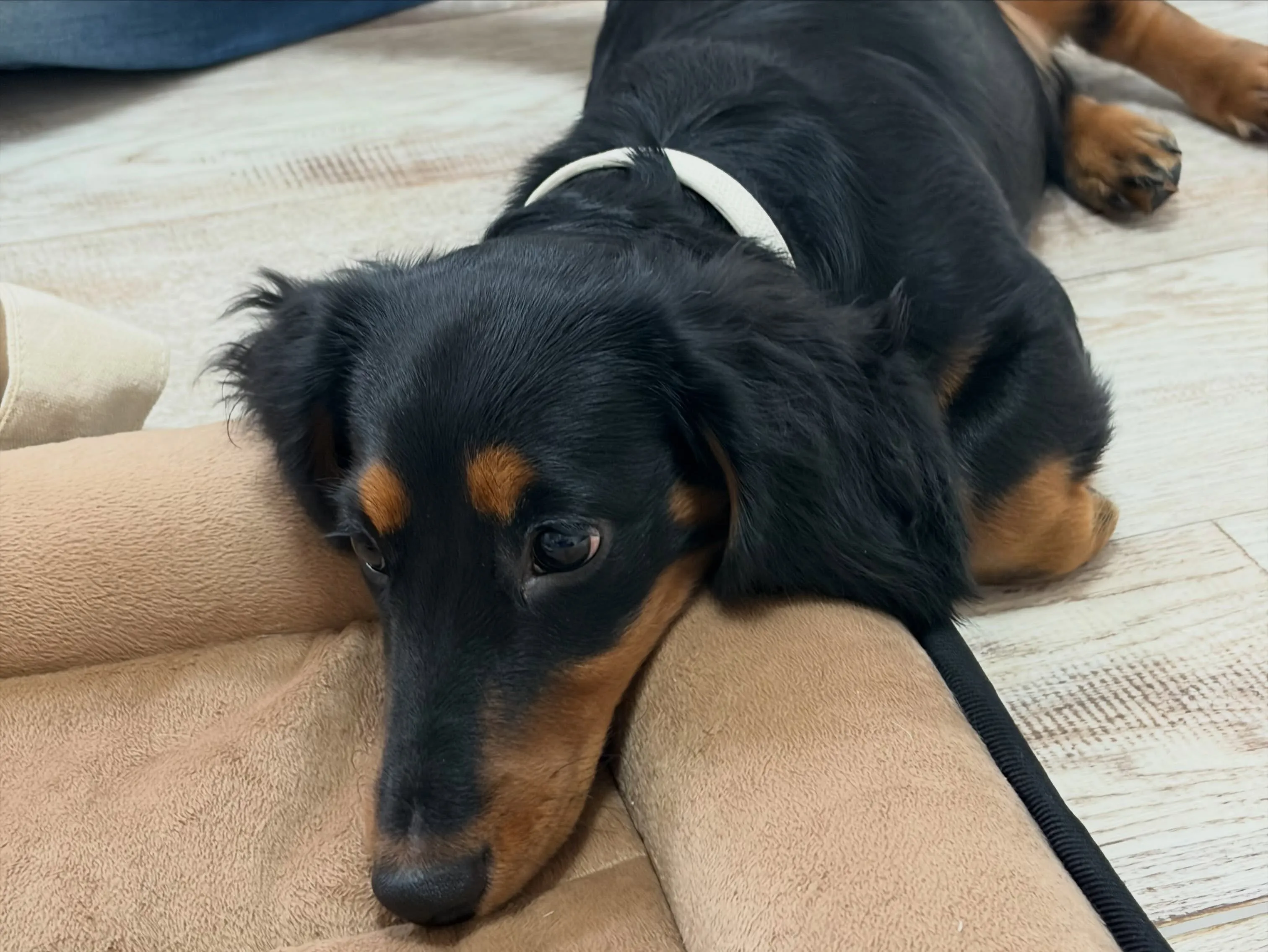 天君🐾