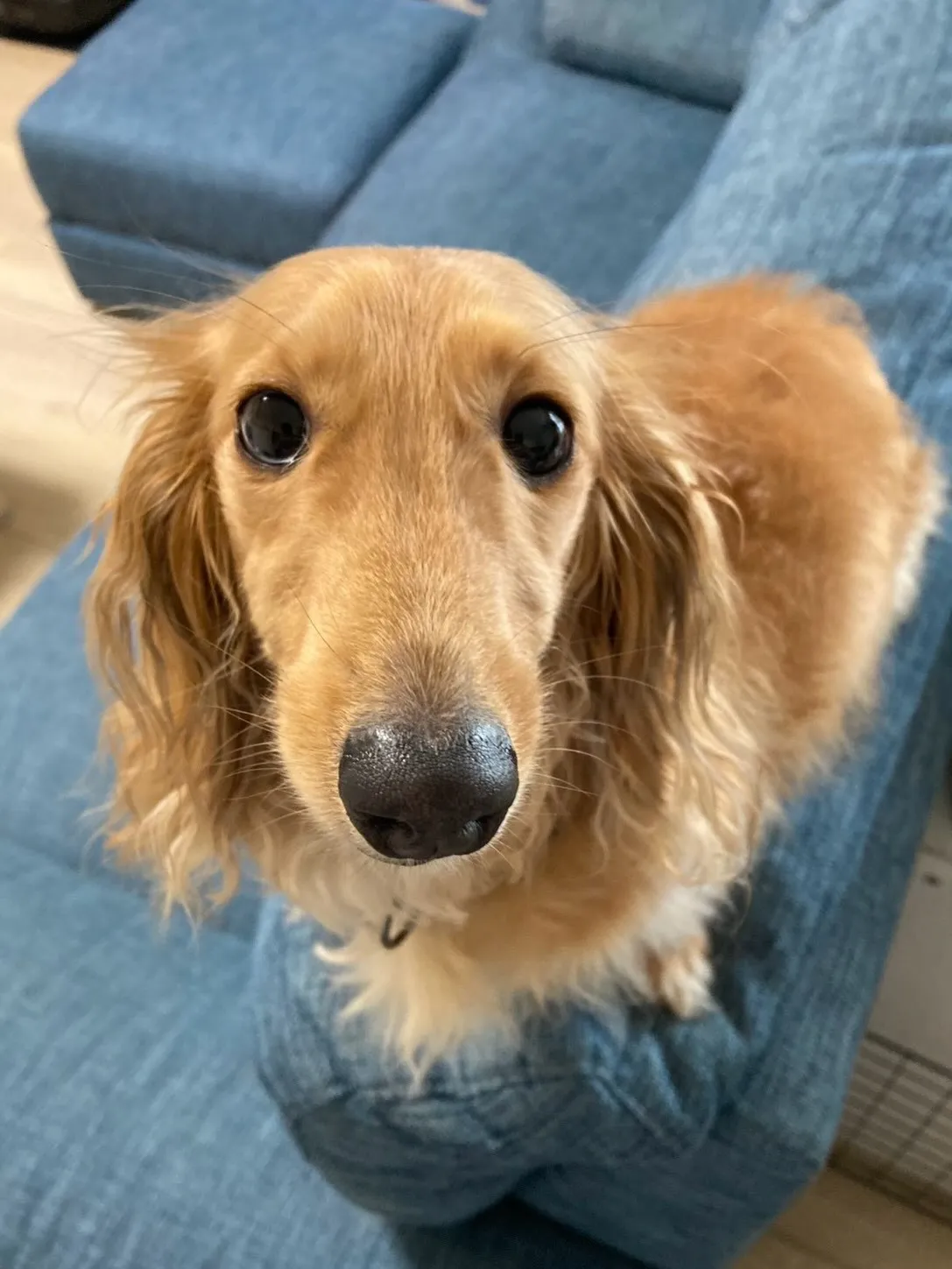 ジギー君🐾
