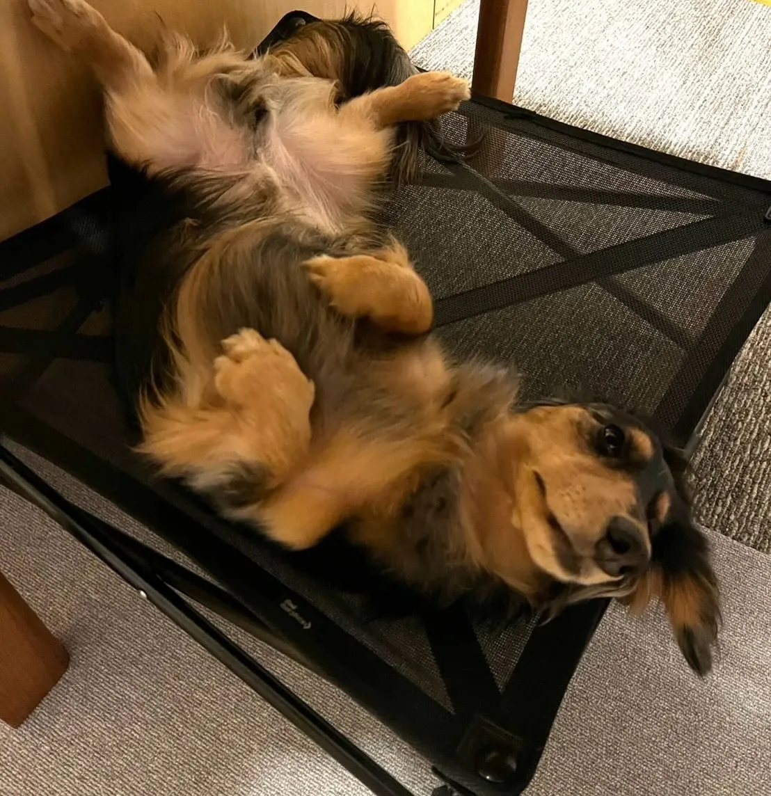 ダンク君🐾