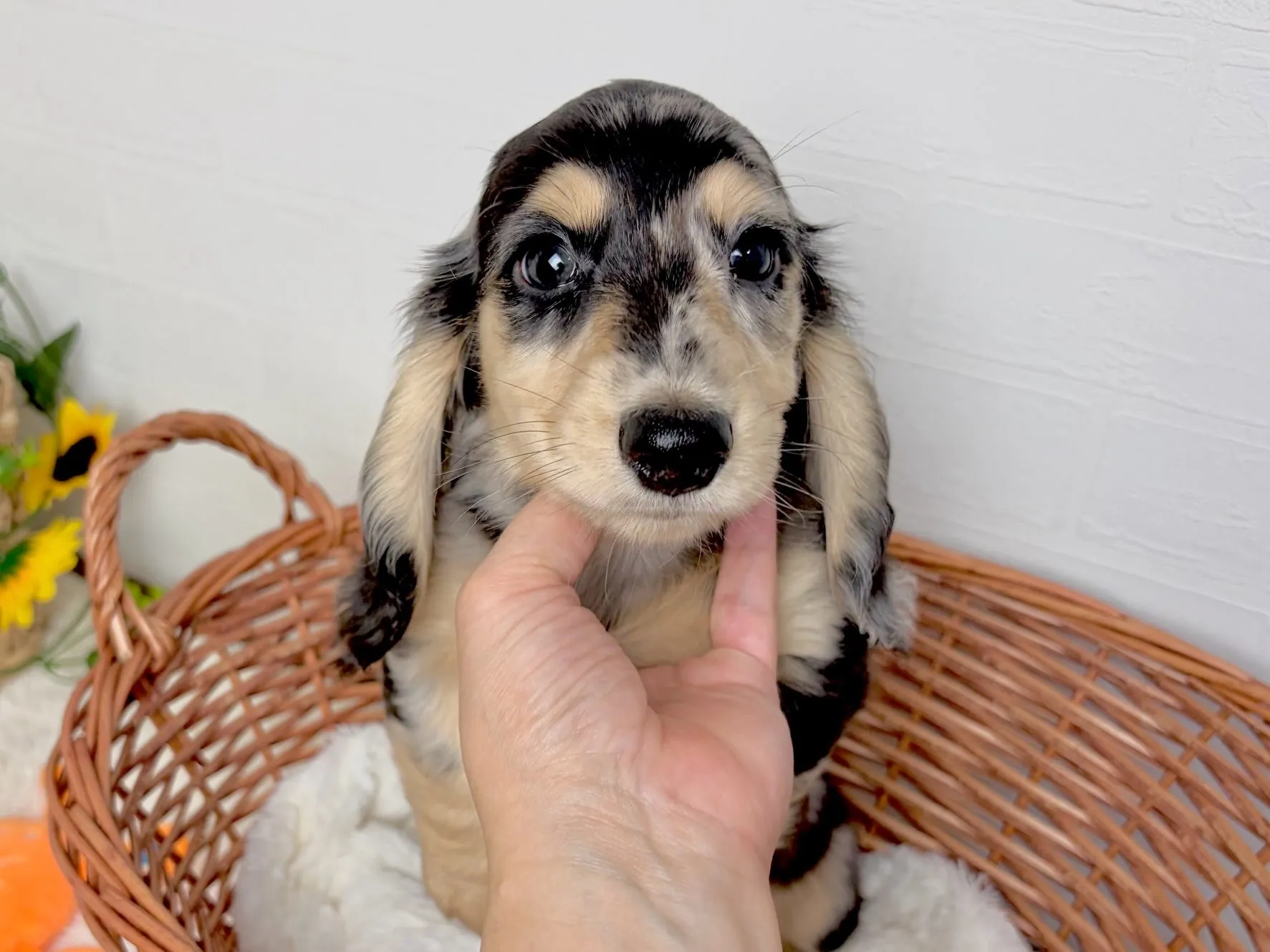 ノア君🐾