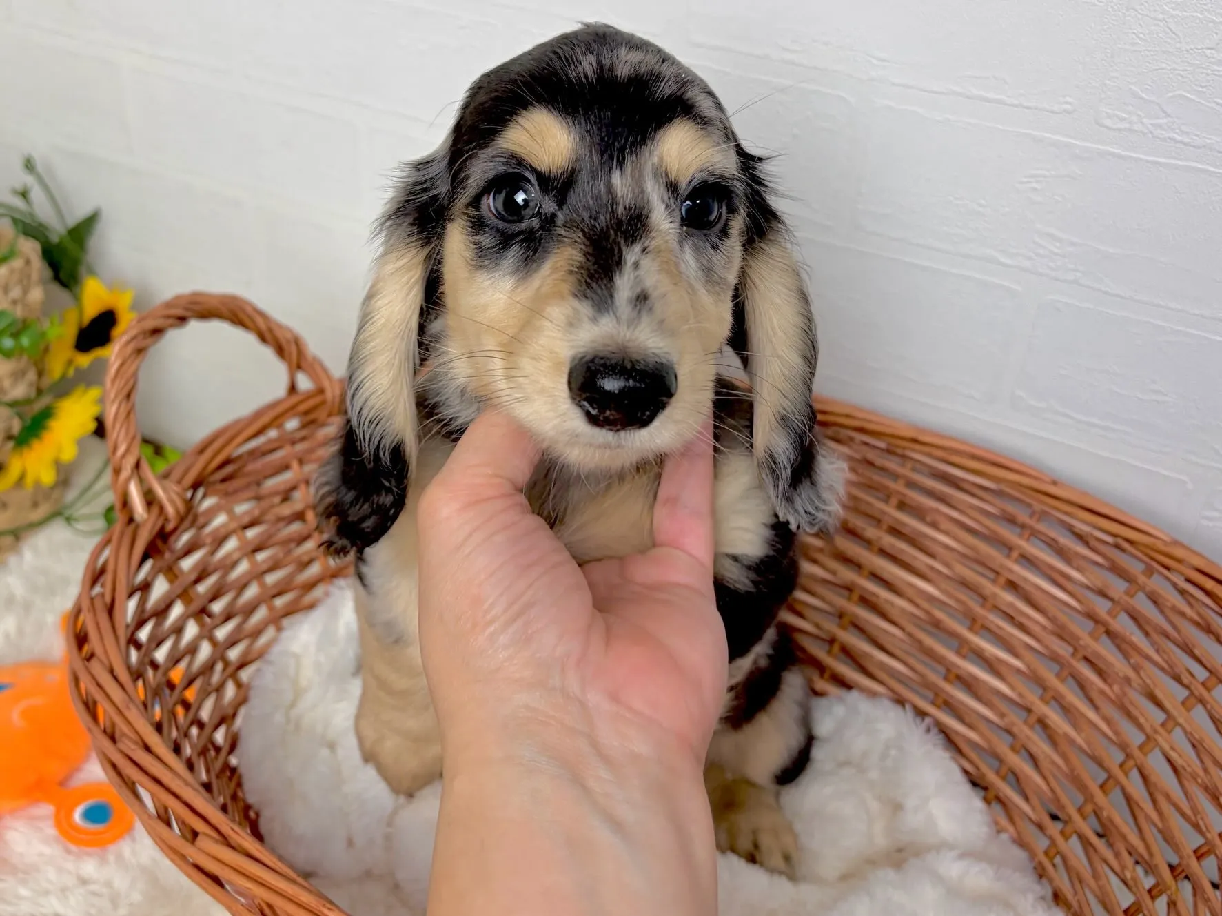 ノア君🐾