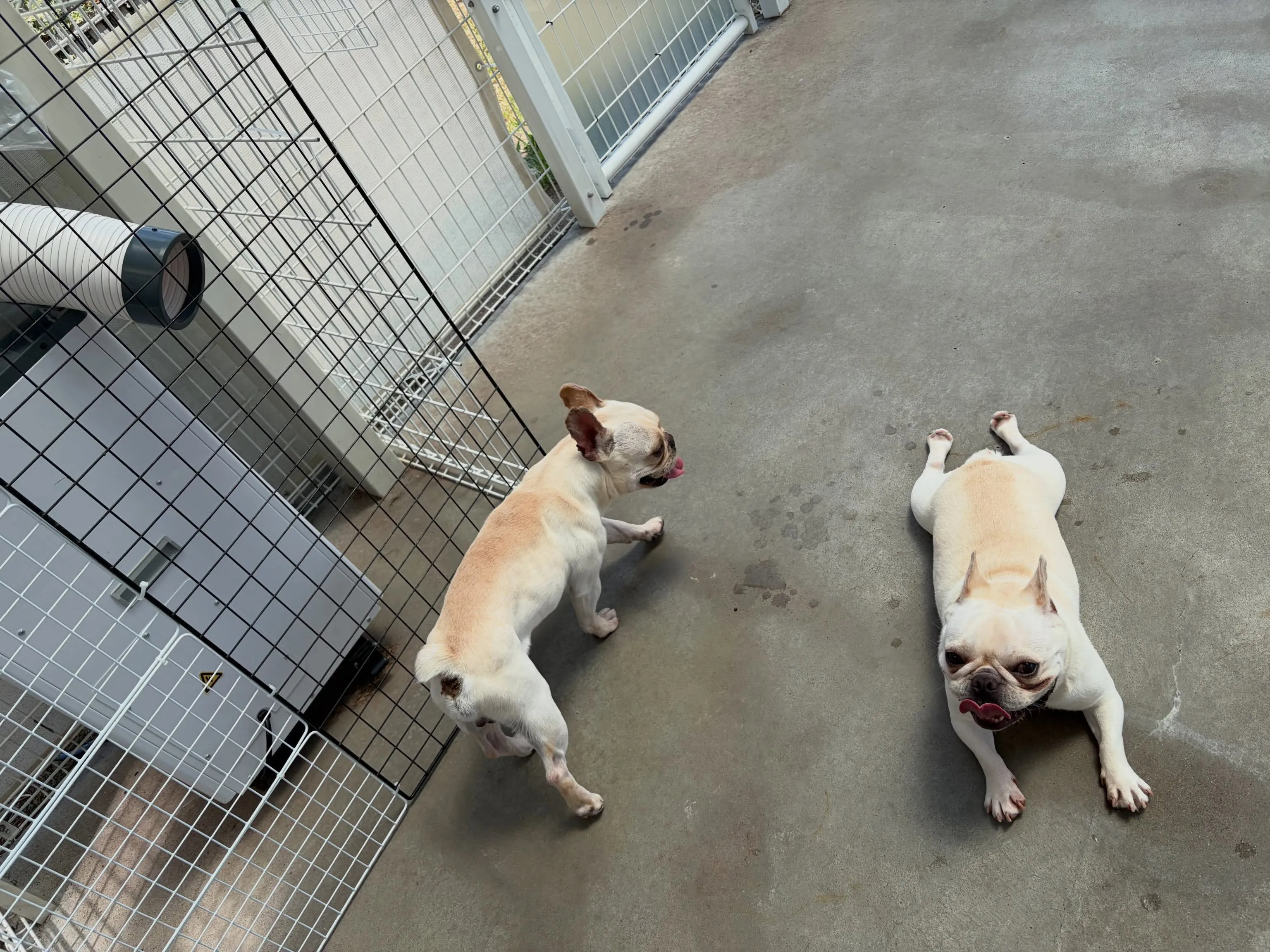 陣地取り隊、のりたま&みかん🐾