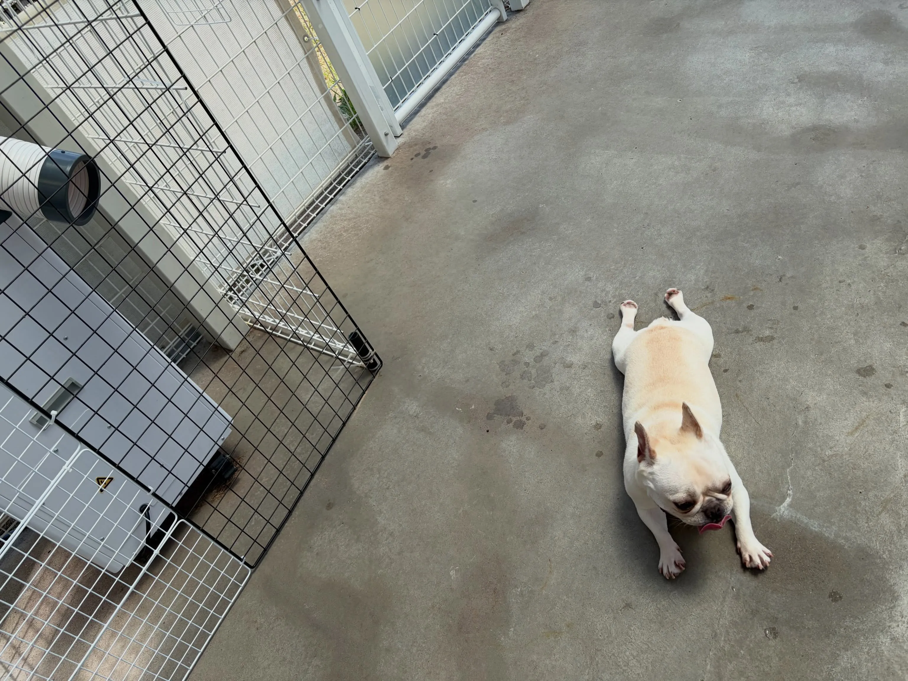 陣地取り隊、のりたま＆みかん🐾
