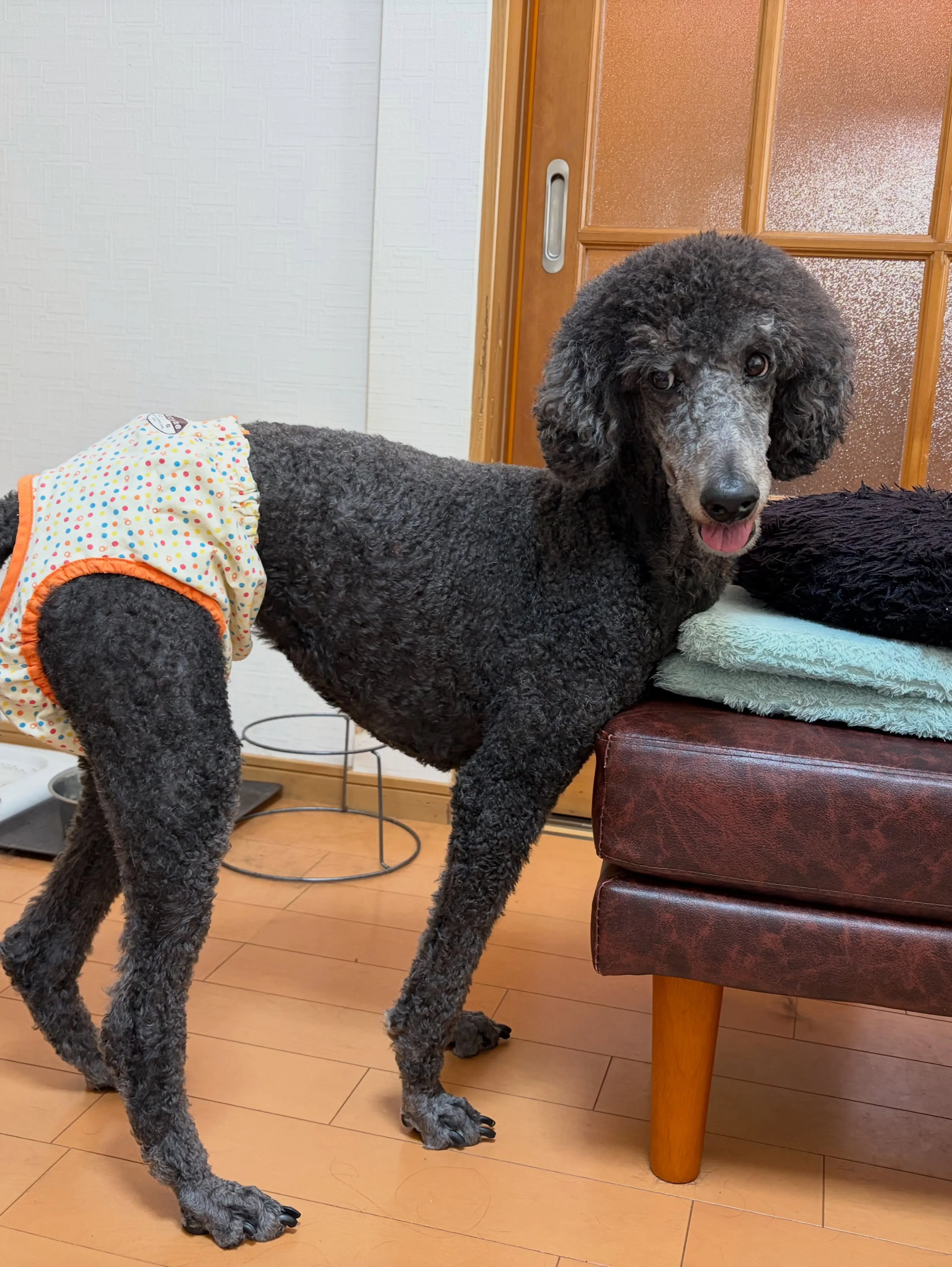 ルー🐾
